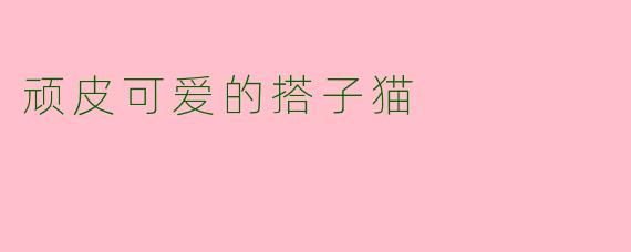 顽皮可爱的搭子猫