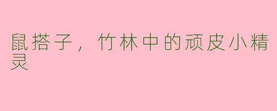 鼠搭子，竹林中的顽皮小精灵