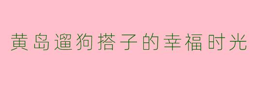 黄岛遛狗搭子的幸福时光