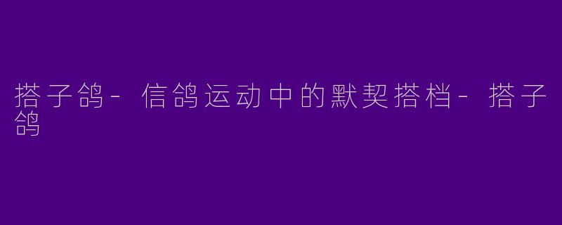 搭子鸽-信鸽运动中的默契搭档-搭子鸽