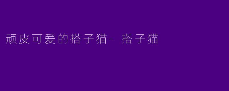 顽皮可爱的搭子猫-搭子猫