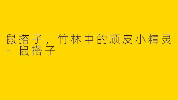 鼠搭子,竹林中的顽皮小精灵