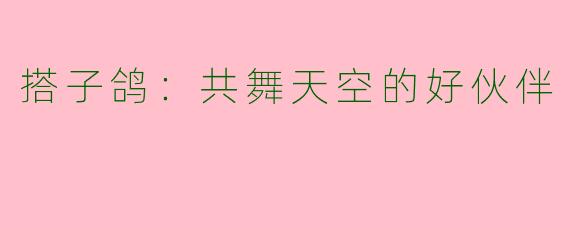 搭子鸽:共舞天空的好伙伴