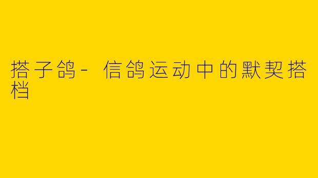 搭子鸽-信鸽运动中的默契搭档
