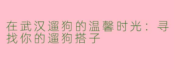 在武汉遛狗的温馨时光：寻找你的遛狗搭子