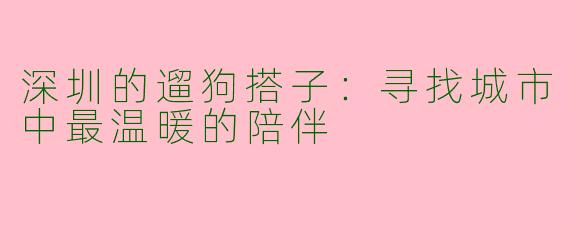 深圳的遛狗搭子：寻找城市中最温暖的陪伴