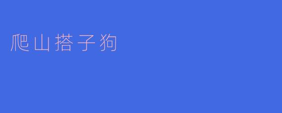 登山新伙伴——“爬山搭子狗”的魅力