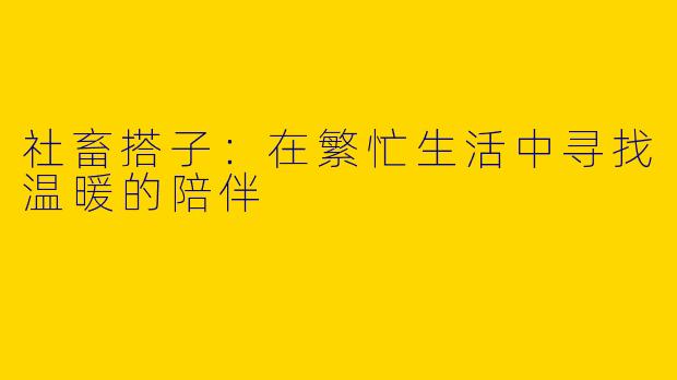 社畜搭子：在繁忙生活中寻找温暖的陪伴
