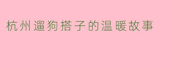 杭州遛狗搭子的温暖故事