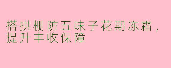 搭拱棚防五味子花期冻霜，提升丰收保障