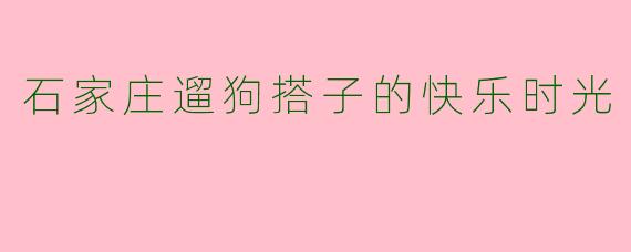 石家庄遛狗搭子的快乐时光