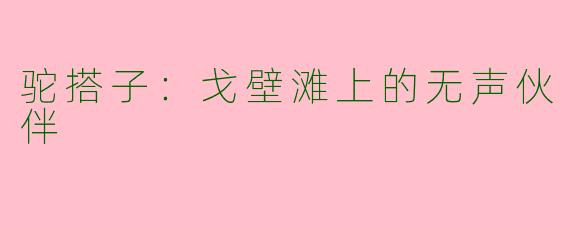 驼搭子：戈壁滩上的无声伙伴
