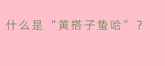 什么是“黄搭子蛰哈”？