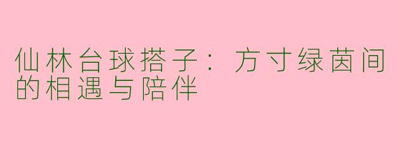 仙林台球搭子：方寸绿茵间的相遇与陪伴