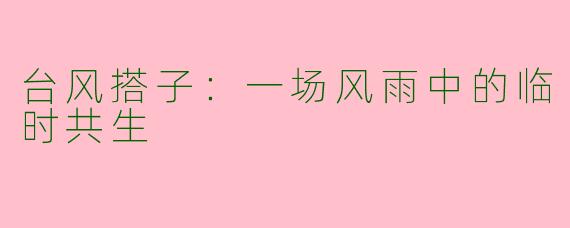 台风搭子：一场风雨中的临时共生