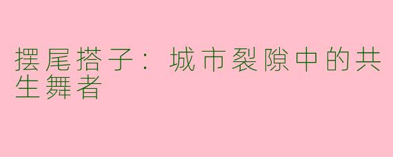 摆尾搭子：城市裂隙中的共生舞者