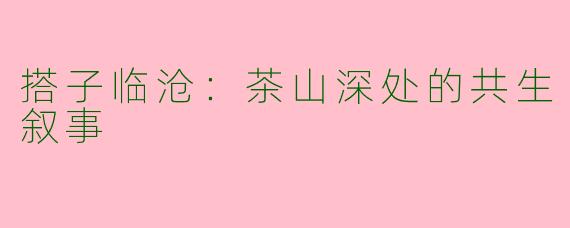 搭子临沧：茶山深处的共生叙事